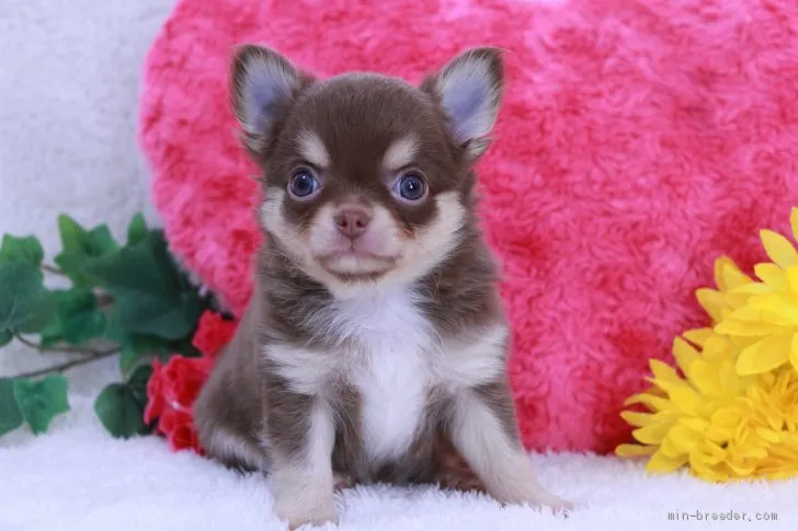 ID:2004-00884の子犬