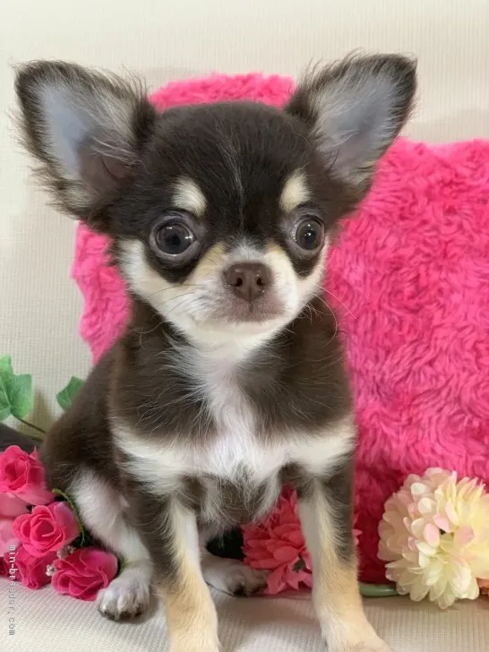 ID:1904-02787の子犬