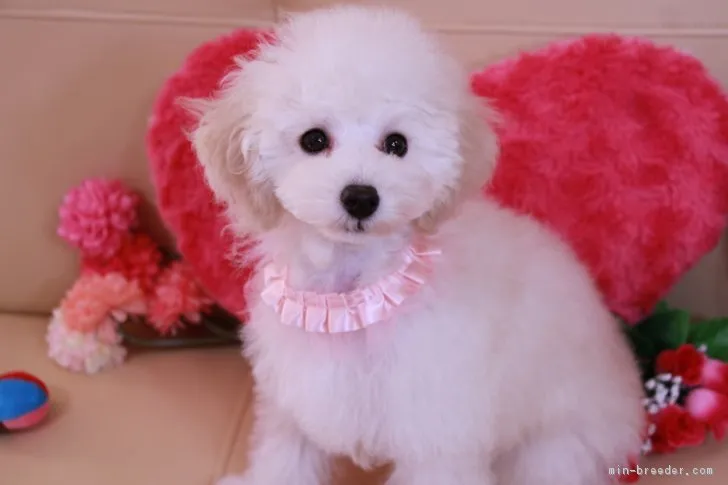 ID：1802-01250の子犬