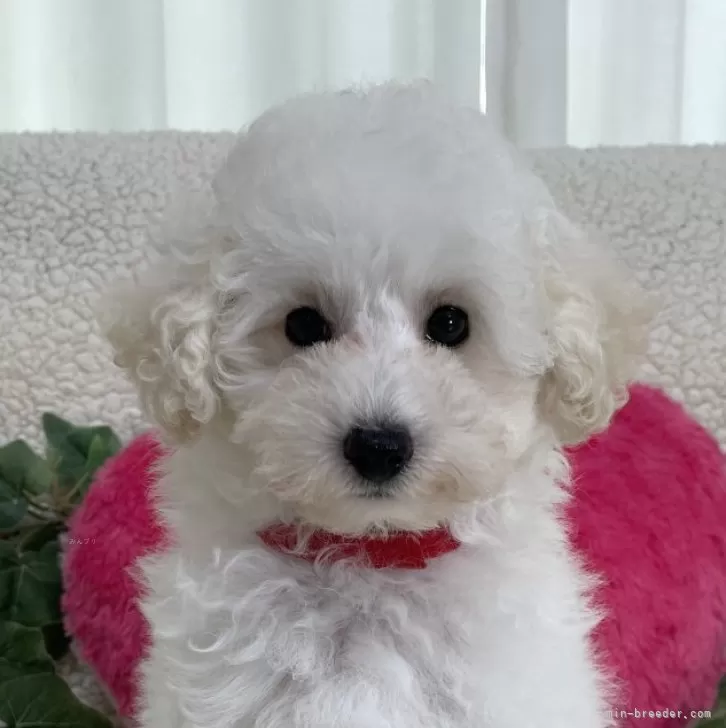 ID:2407-07321の子犬