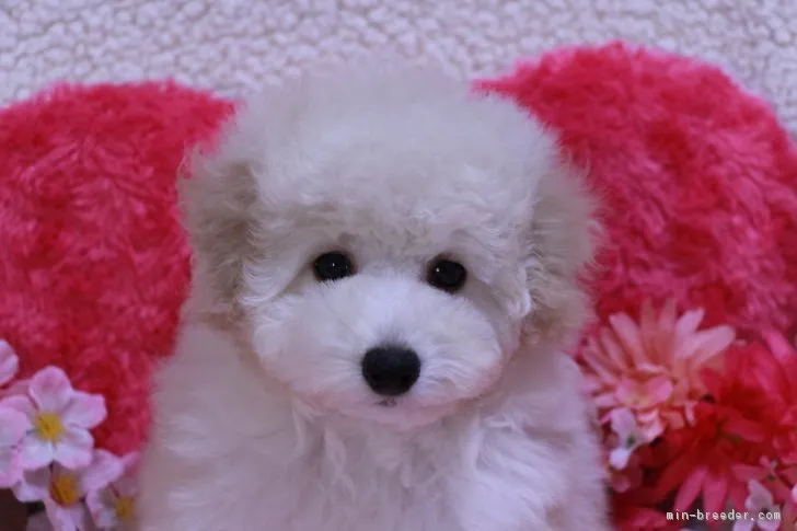 ID:1610-01943の子犬