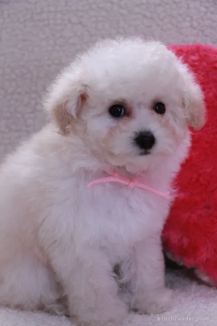 ID:1903-00008の子犬