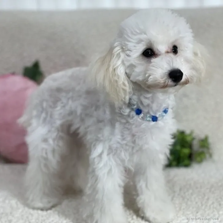 Y.S 様のお迎えした子犬