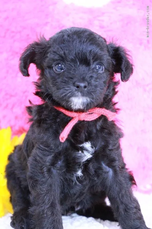 ID：2009-00239の子犬