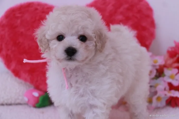 ID:1705-01966の子犬