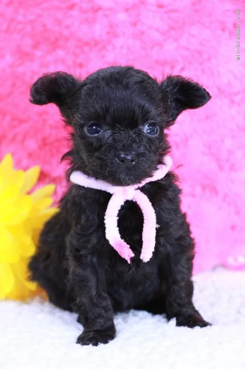 ID：2009-00680の子犬