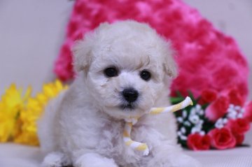 トイプードル(トイ)【鹿児島県・男の子・2018年6月3日・ホワイト クリーム】の写真「お目めぱっちり　かわいい男の子」