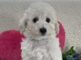 トイプードル(トイ)【鹿児島県・男の子・2024年6月6日・ホワイト】の写真4