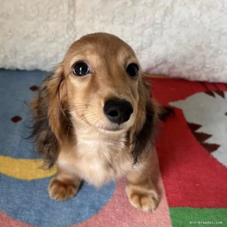 カニンヘンダックスフンド(ロング)【岐阜県・女の子・2025年4月7日・レッド】の写真1