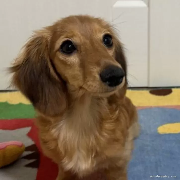 カニンヘンダックスフンド(ロング)【岐阜県・女の子・2025年4月7日・レッド】の写真1