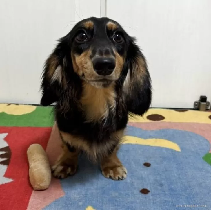 カニンヘンダックスフンド(ロング)【岐阜県・男の子・2024年12月22日・シルバーダップル】の写真1