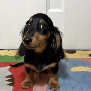 カニンヘンダックスフンド(ロング)【岐阜県・男の子・2025年7月24日・ブラック&タン】の写真「かわゆいイケメン君」