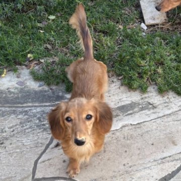 カニンヘンダックスフンド(ロング)【岐阜県・女の子・2025年4月7日・レッド】の写真「パパはカニンヘンチャンピオン　PRA安心」