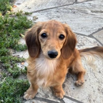 カニンヘンダックスフンド(ロング)【岐阜県・女の子・2025年4月7日・レッド】の写真「パパはカニンヘンチャンピオン　PRA発症しません。」