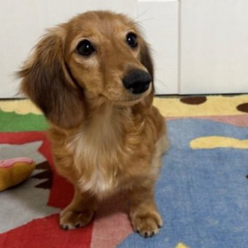 カニンヘンダックスフンド(ロング)【岐阜県・女の子・2025年4月7日・レッド】の写真「パパはカニンヘンチャンピオン　PRA発症しません」