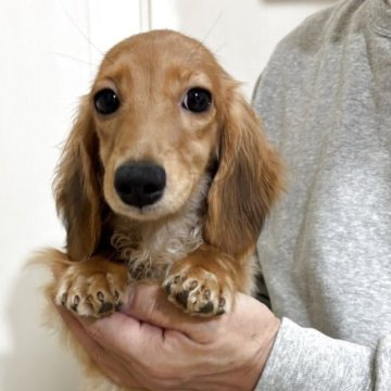 カニンヘンダックスフンド(ロング)【岐阜県・女の子・2025年4月7日・レッド】の写真「パパはカニンヘンチャンピオン　PRA安心」