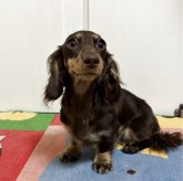 カニンヘンダックスフンド(ロング)