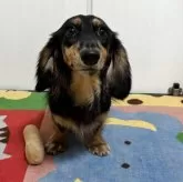 カニンヘンダックスフンド(ロング)【岐阜県・男の子・2024年12月22日・シルバーダップル】の写真1