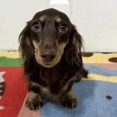 カニンヘンダックスフンド(ロング)【岐阜県・女の子・2024年12月28日・。ブラウン&イエロー】の写真1