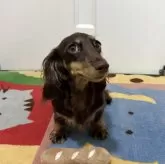 カニンヘンダックスフンド(ロング)【岐阜県・女の子・2024年12月28日・。ブラウン&イエロー】の写真2