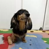 カニンヘンダックスフンド(ロング)【岐阜県・男の子・2024年12月22日・シルバーダップル】の写真4「歯磨きお利口さん歯もピカピカ」