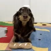 カニンヘンダックスフンド(ロング)【岐阜県・女の子・2024年12月28日・。ブラウン&イエロー】の写真7