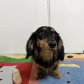 カニンヘンダックスフンド(ロング)【岐阜県・男の子・2024年12月22日・シルバーダップル】の写真7