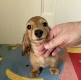 カニンヘンダックスフンド(ロング)【岐阜県・女の子・2025年4月7日・レッド】の写真8