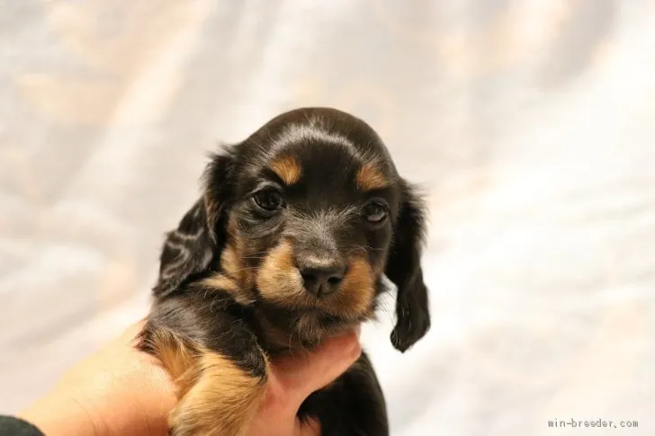 ID：2012-01665の子犬