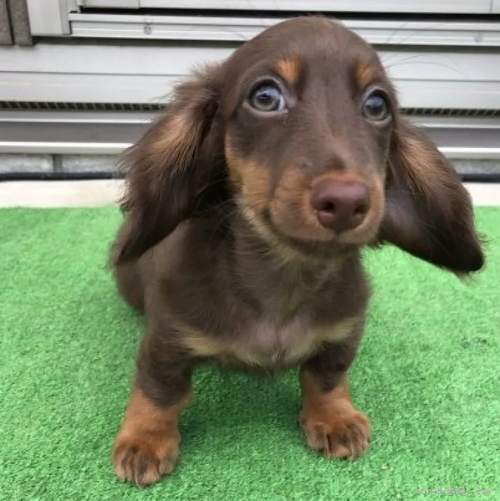 ID：2306-00400の子犬