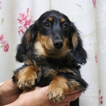 カニンヘンダックスフンド(ロング)【岐阜県・男の子・2022年10月16日・ブラック&タン】の写真「明るくとても優しい性格のイケメン。」