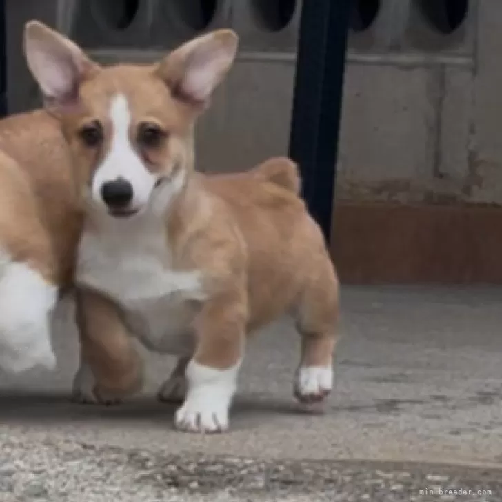 ID：2504-04111の子犬