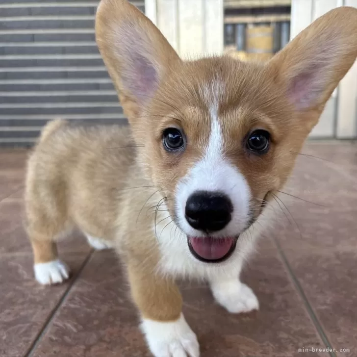 ID：2505-07666の子犬