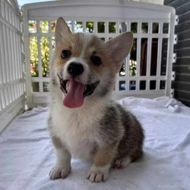 ID:2505-04298の子犬