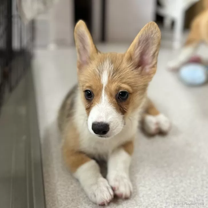 jody 様のお迎えした子犬