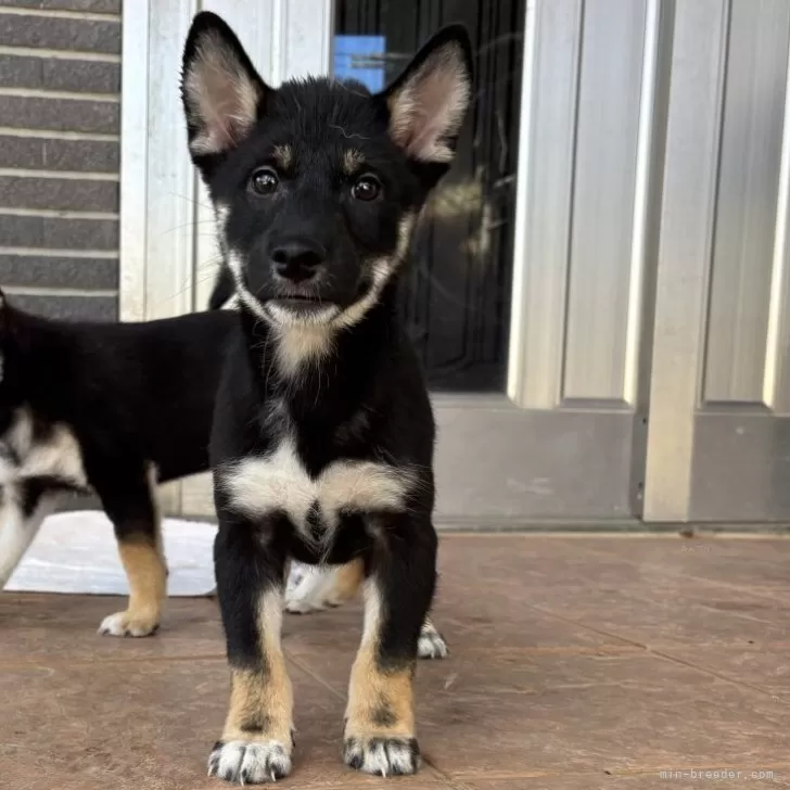 柴犬(標準サイズ)【沖縄県・男の子・2025年7月14日・ブラック】の写真1