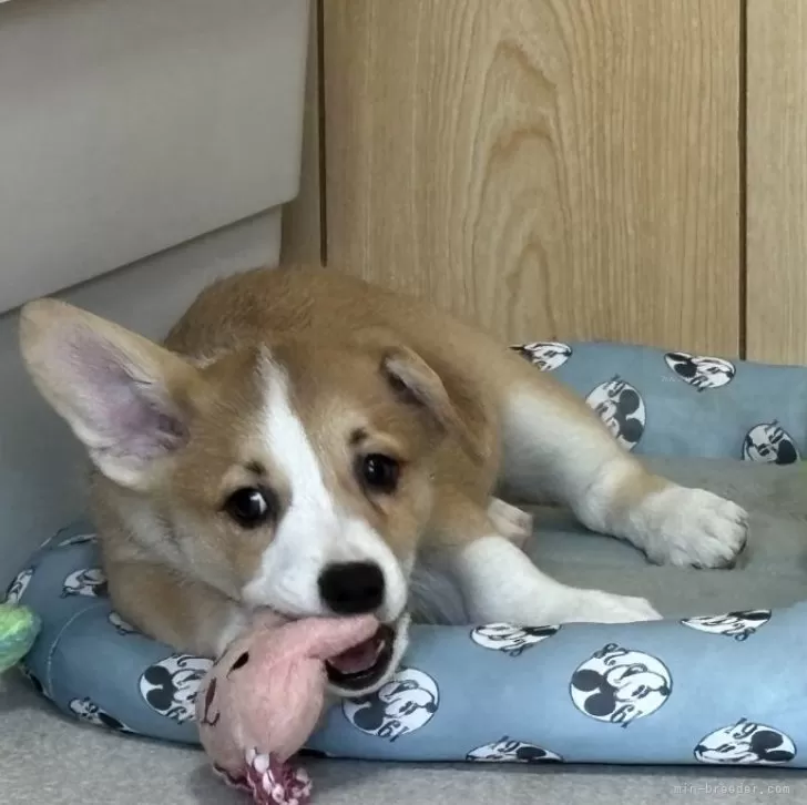 ID:2503-04223の子犬