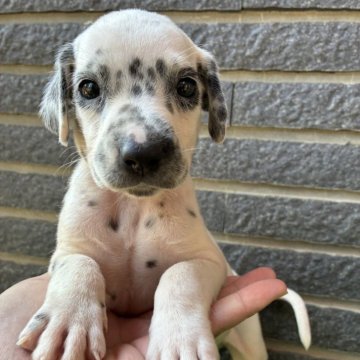 ダルメシアン【沖縄県・男の子・2025年9月29日・ホワイト&ブラック】の写真「すくすく成長中」