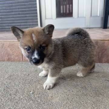 ミックス(コーギー×柴犬)【沖縄県・男の子・2025年6月21日・レッド】の写真「お外デビュー★」