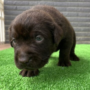 ラブラドールレトリバー【沖縄県・女の子・2025年10月10日・チョコレート】の写真「すくすく成長中」