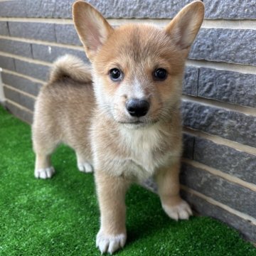 ミックス(コーギー×柴犬)【沖縄県・男の子・2025年9月20日・レッド】の写真「外見柴強めです」