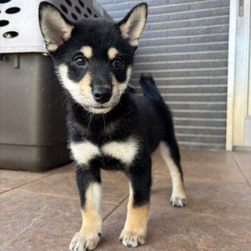 柴犬(標準サイズ)【沖縄県・男の子・2025年7月14日・ブラック】の写真「元気に成長中♪」