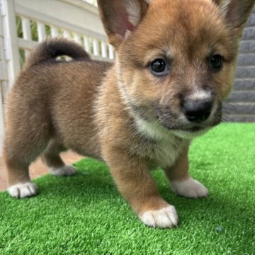 ミックス(コーギー×柴犬)【沖縄県・女の子・2025年9月20日・レッド】の写真「のびのびと成長してます」