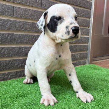 ダルメシアン【沖縄県・男の子・2025年9月29日・ホワイト&ブラック】の写真「珍しいチャームポイント」