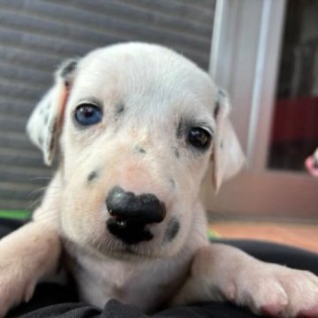 ダルメシアン【沖縄県・女の子・2025年9月29日・ホワイト&ブラック】の写真「片目ブルー！スポット少なめ」