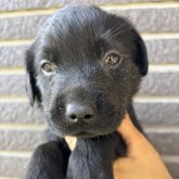 ラブラドールレトリバー