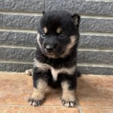 柴犬(標準サイズ)