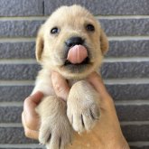 ラブラドールレトリバー