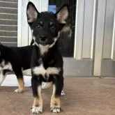 柴犬(標準サイズ)