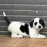 ミックス(コーギー×ダルメシアン)【沖縄県・男の子・2024年10月19日・レッド&ホワイト】の写真1